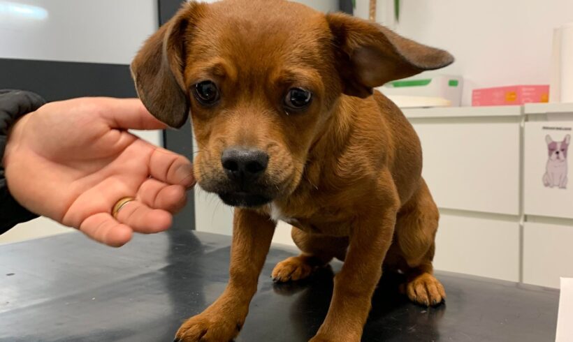 LINNEO – ca. 7 Monate