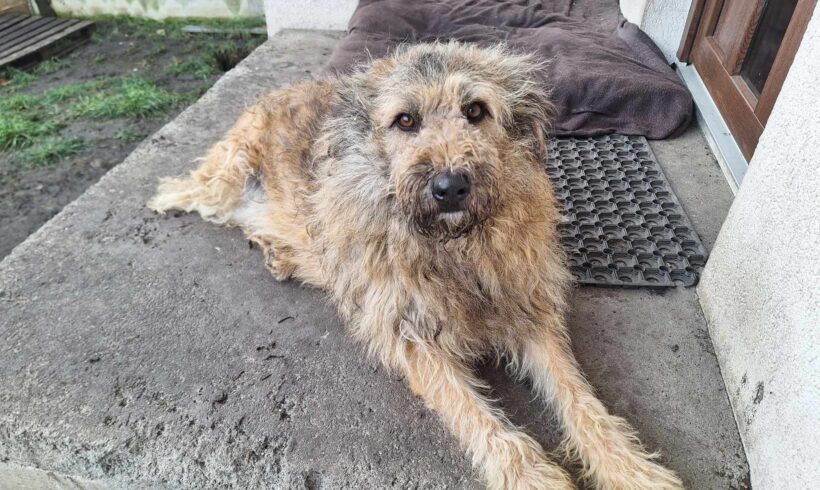 BUSTER – ca. 5 Jahre