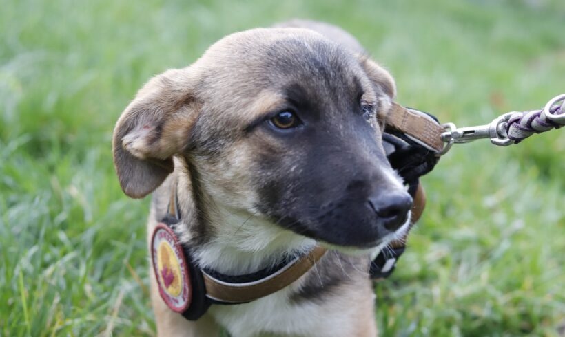 BALIN – ca. 4 Monate