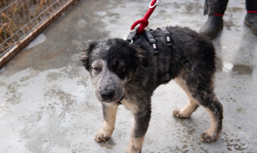 JACK – ca. 4 – 5 Monate