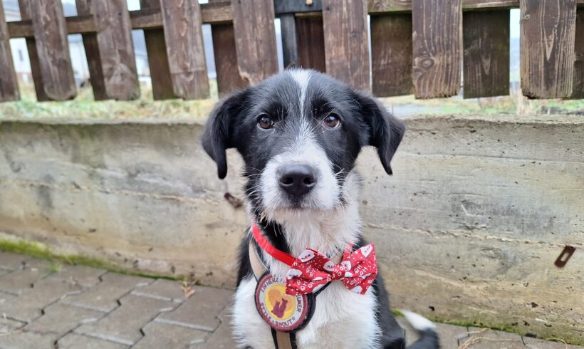 THATCHER – ca. 3,5 Monate THATCHER – ca. 3,5 Monate