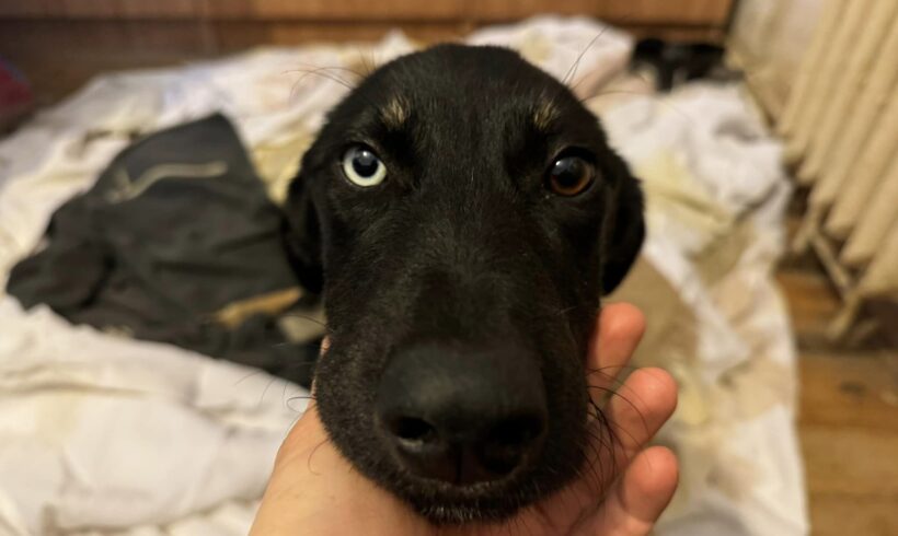 RENATO – ca. 7 – 8 Monate