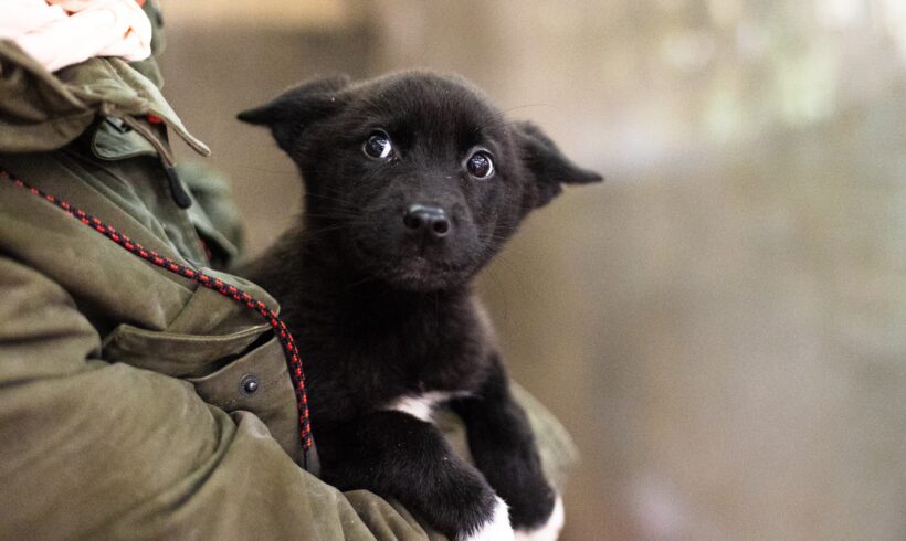 FLY – ca. 3 Monate