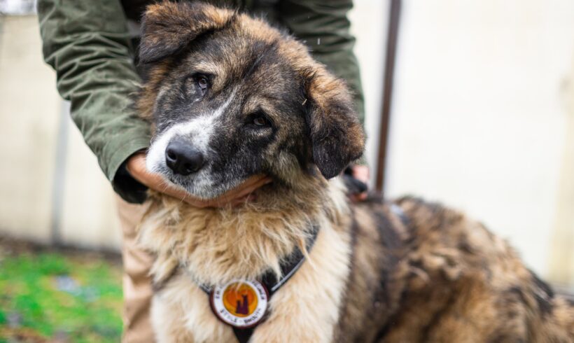 PAPIK – ca. 6 – 7 Jahre