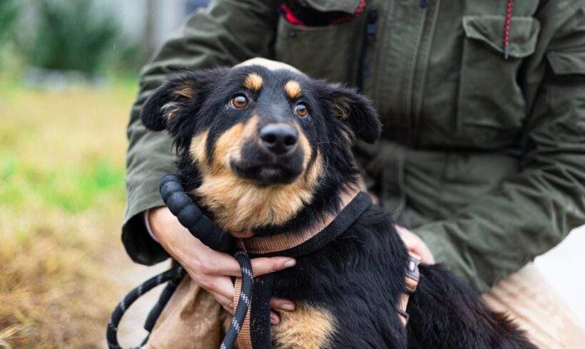 KESSIE – ca. 1 – 2 Jahre