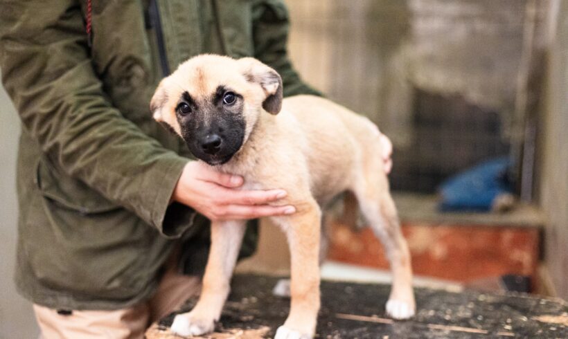 SAIDA – ca. 3 Monate