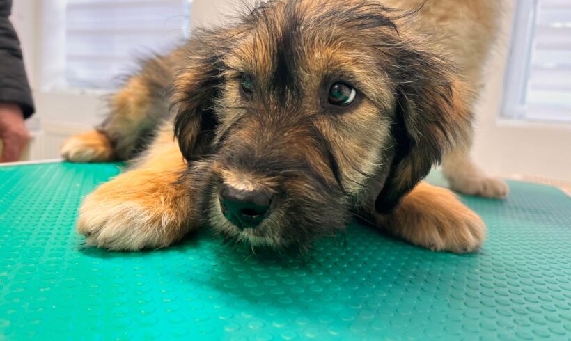 HUMPHREY – ca. 4 Monate