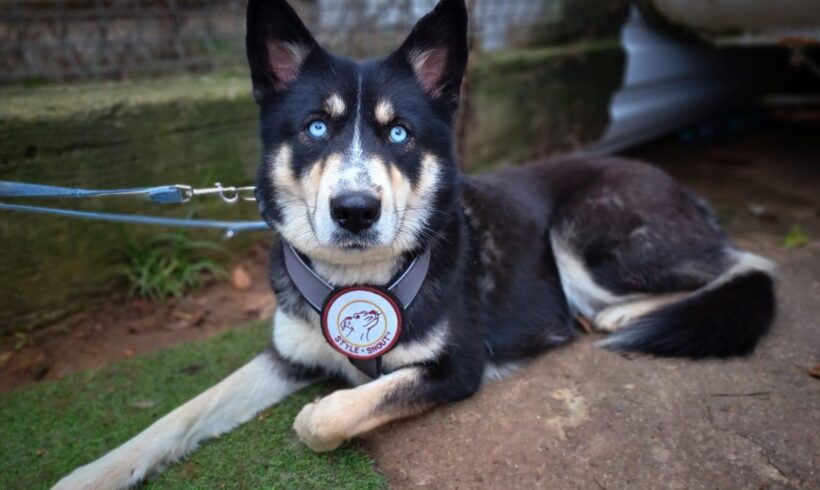 SCULLY – ca. 1,5-2 Jahre