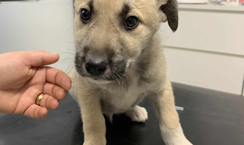 ALRIK – ca. 4 Monate