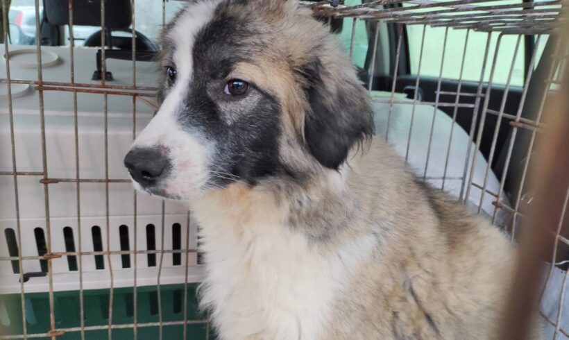 BETTY – ca. 1 Jahr