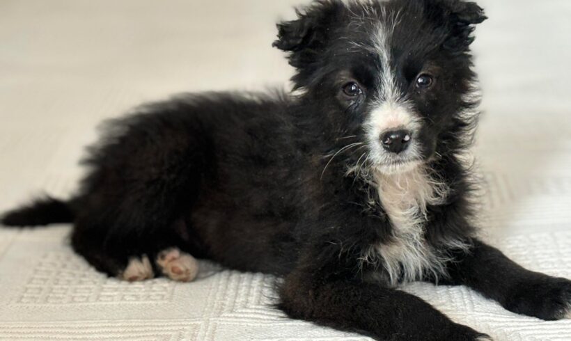 JANKA – ca. 2,5 Monate