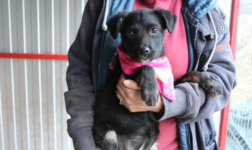 FAYE – ca. 3 Monate