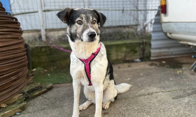 GRACY – ca. 3 Jahre