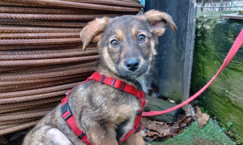 IDA – ca. 3 Monate