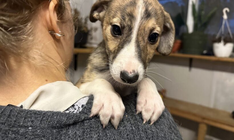 LINNEA – ca. 3 Monate