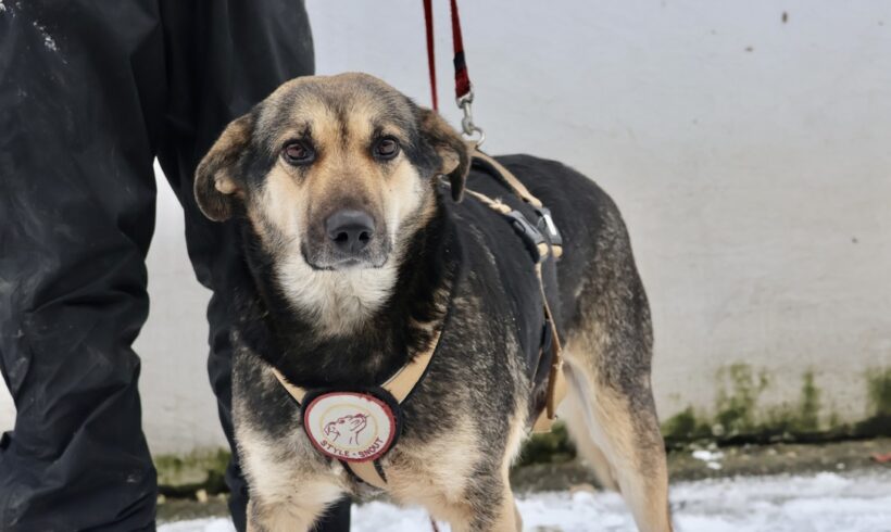 HELLY – ca. 2 Jahre