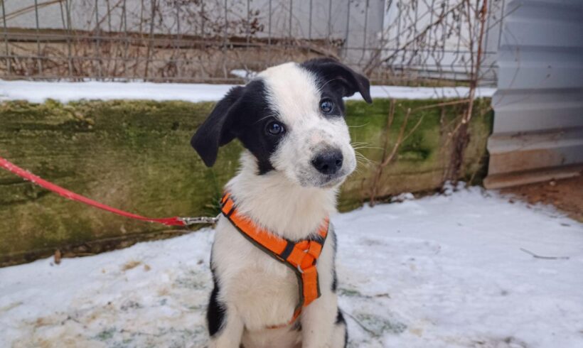 JOSELIE – ca. 3 Monate