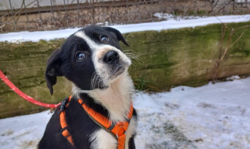 JACKY – ca. 3 Monate