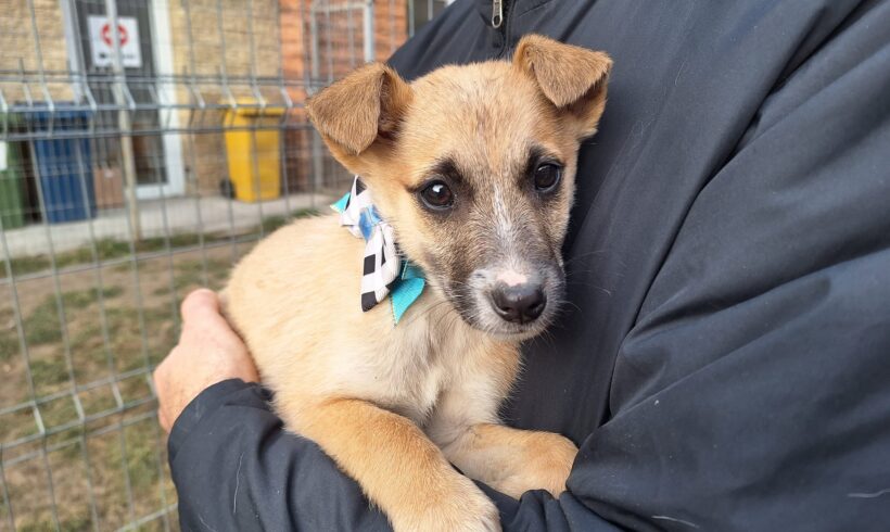 BILLY – ca. 2,5 Monate