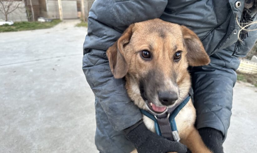 BLUE – ca. 7 Monate