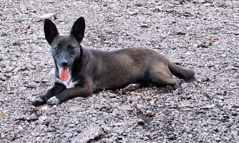 CHER – ca. 1,5 Jahre