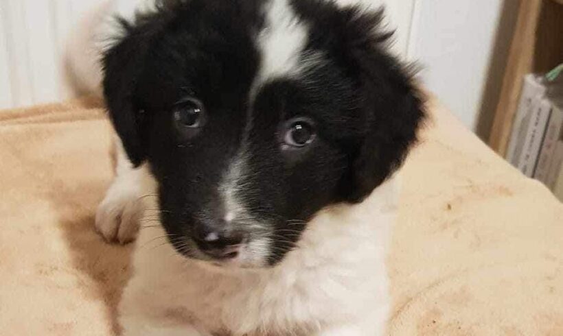 BELLA – ca. 4 Monate