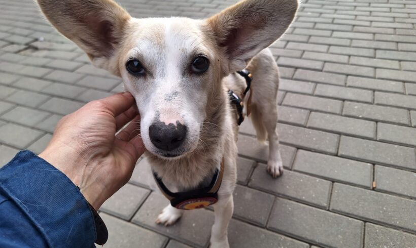 HEKATE – ca. 2 Jahre