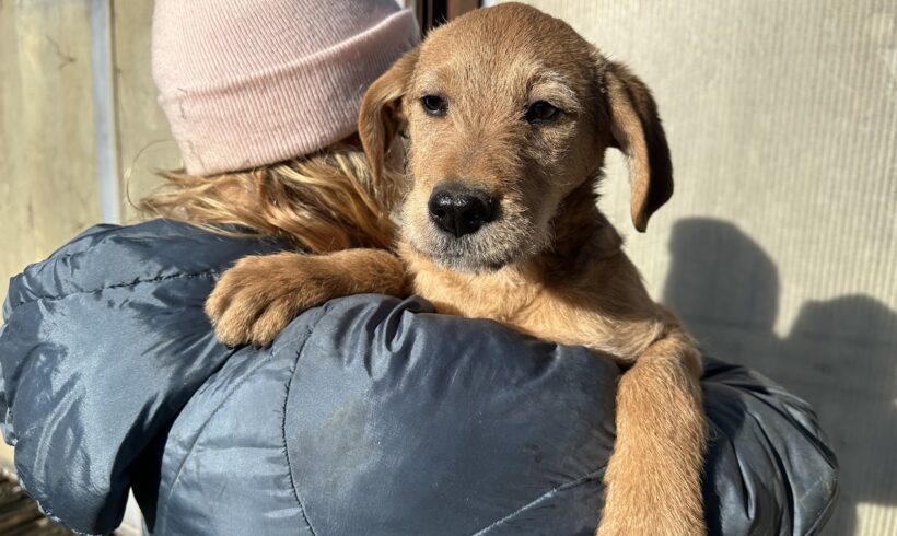 WIGGELS – ca. 4 – 5 Monate