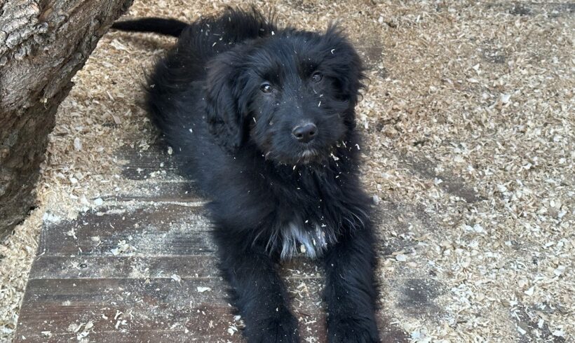 ANSGAR – ca. 5 Monate