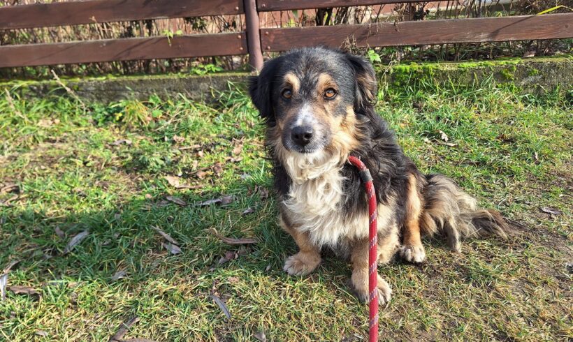 MATTY – ca. 6 Jahre