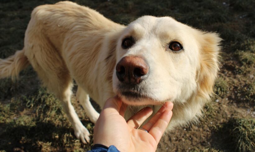 LUISA – ca. 6 Jahre