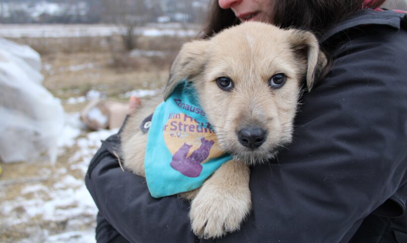 SAMWEIS – ca. 3 Monate