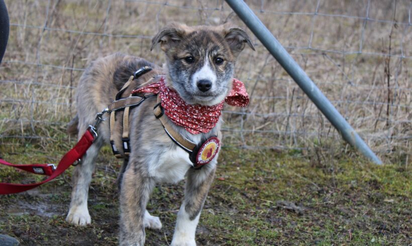 AMINA – ca. 4 Monate