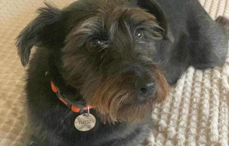 TWILLY – ca. 9 – 10 Jahre