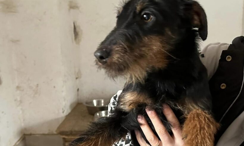 THELMA – ca. 6 Monate