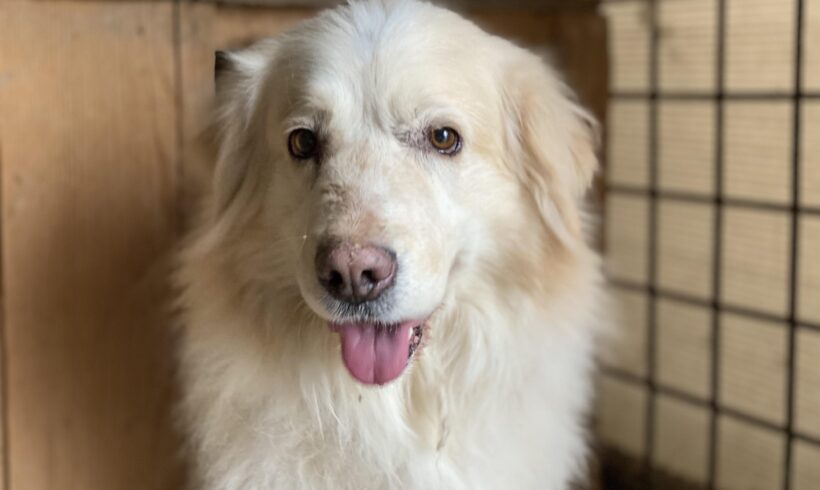 KNUDDEL – ca. 5 – 6 Jahre