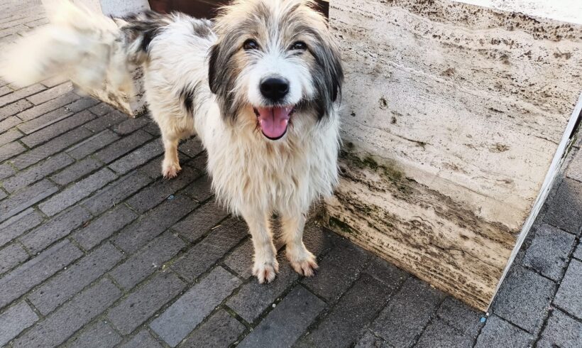 LAIMA – ca. 3 Jahre