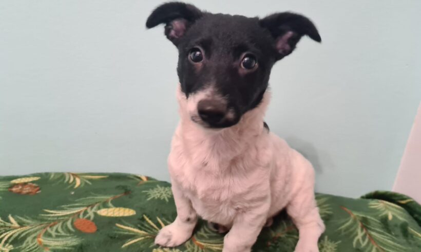 MOTTE – ca. 3 Monate