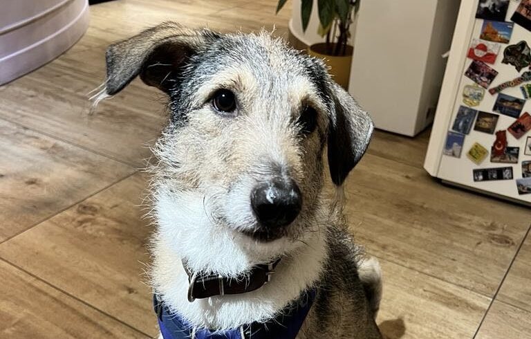 DAPHNE – ca. 2,5 Jahre