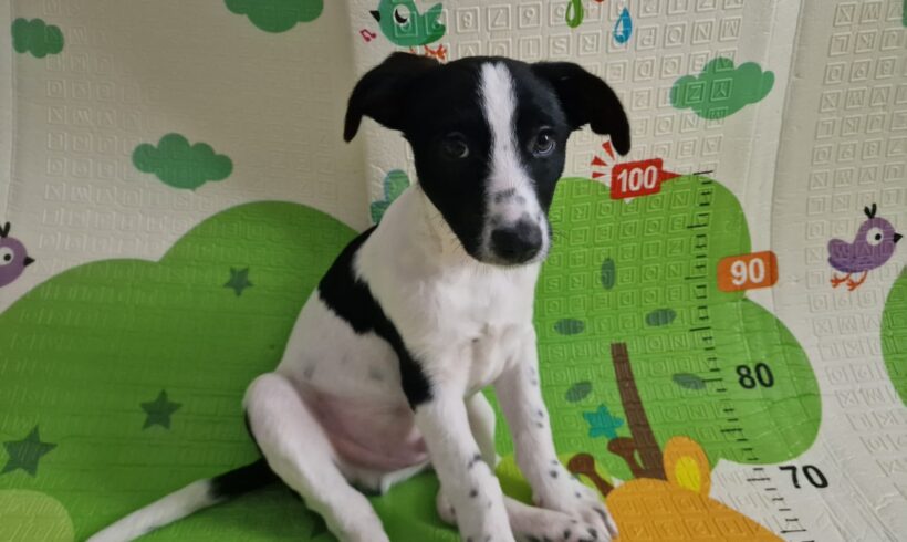 OLLIE – ca. 3 Monate