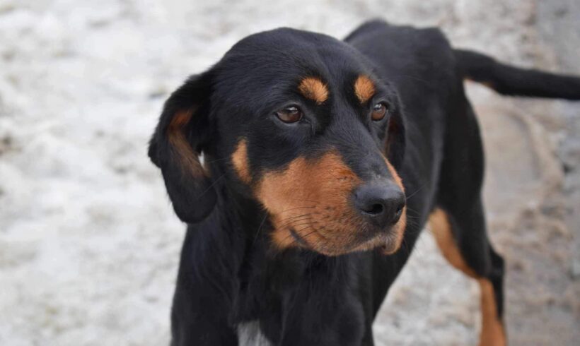 NALA – ca. 1,5 Jahre