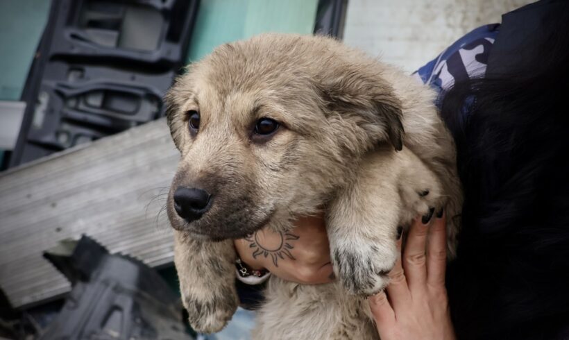 FRANZI – ca. 5 Monate