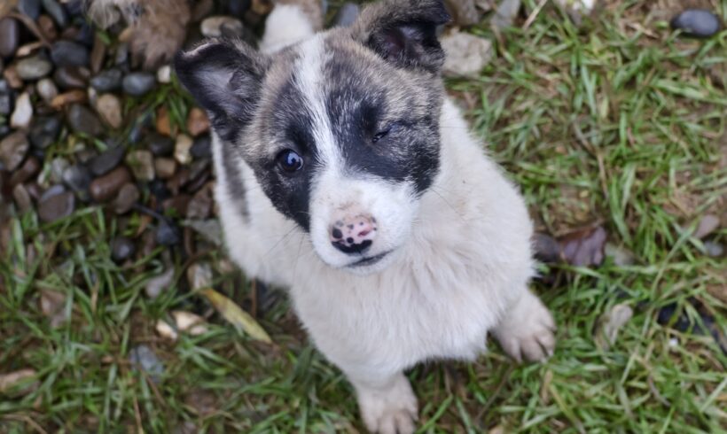 WINKY – ca. 4,5 Monate