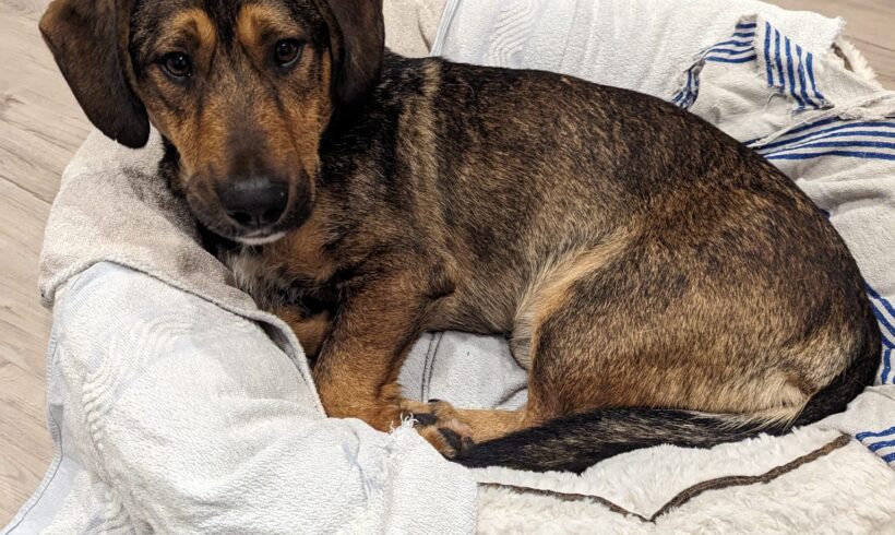 BARISH – ca. 2 Jahre