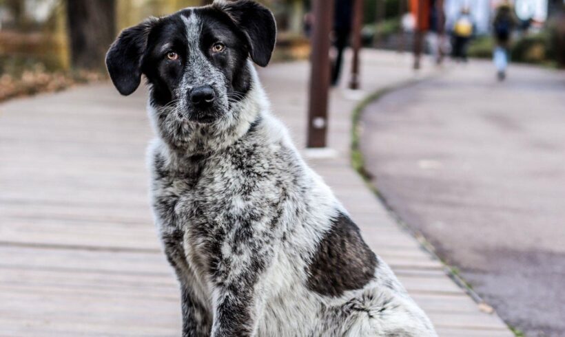 CAJA – ca. 1,5 Jahre