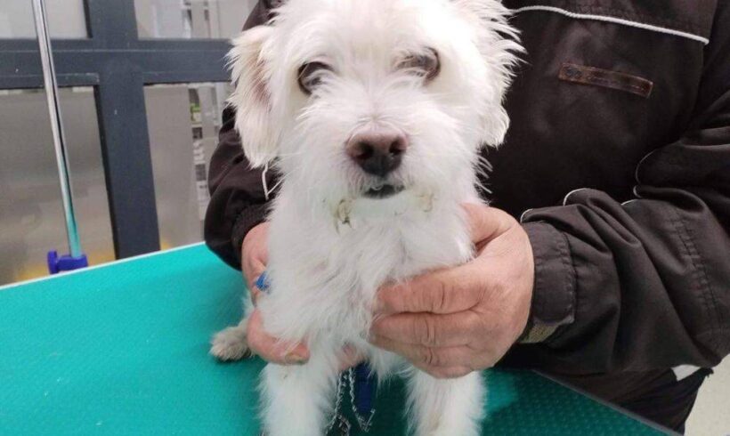 ALFRED – ca. 7 Jahre