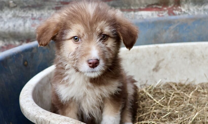 BELLI – ca. 4 Monate