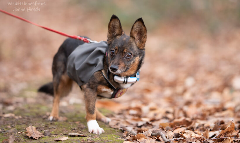 VICKY – ca. 5 Jahre