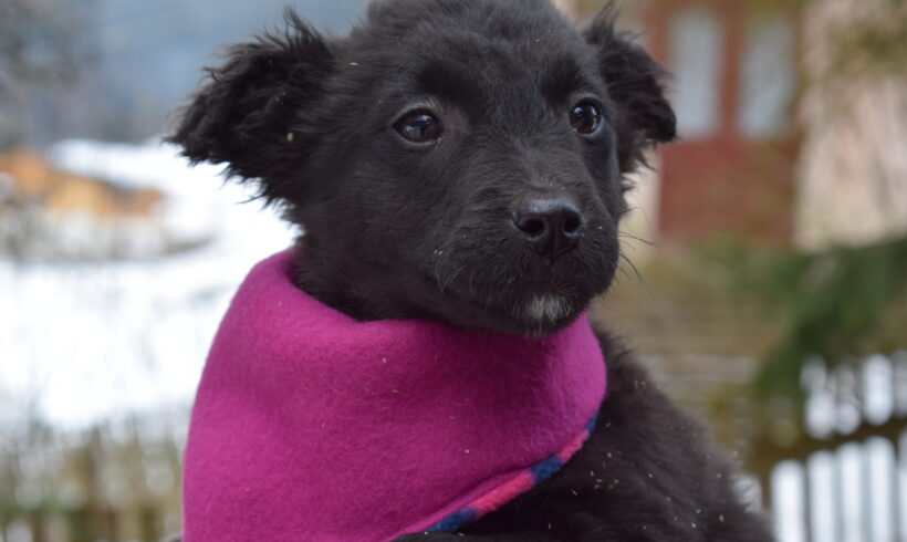 AHSOKA – ca. 4 Monate