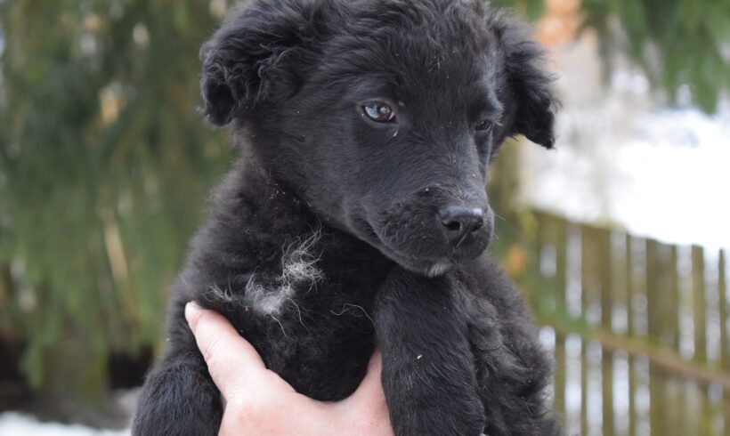 WOLKE – ca. 4 Monate